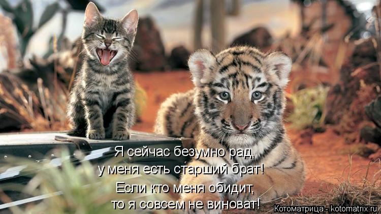 Котоматрица: то я совсем не виноват! Если кто меня обидит, у меня есть старший брат! Я сейчас безумно рад,