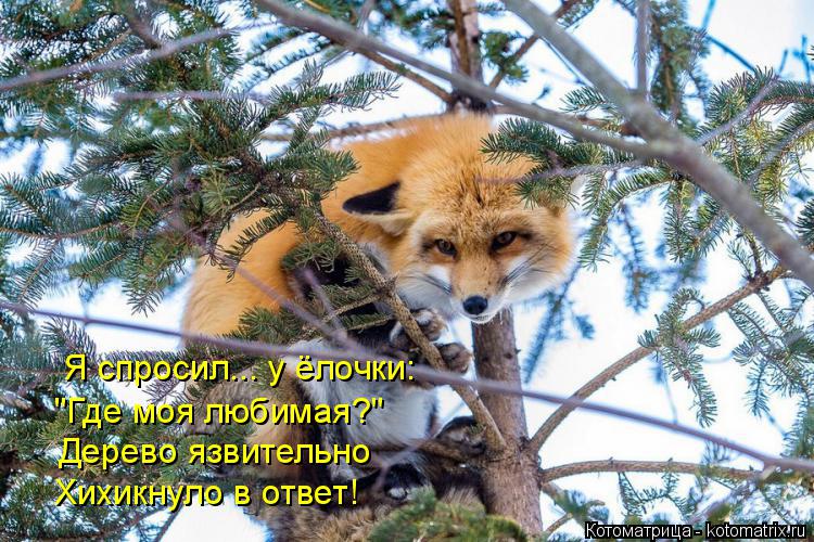 Котоматрица: Я спросил... у ёлочки:  "Где моя любимая?" Дерево язвительно  Хихикнуло в ответ!