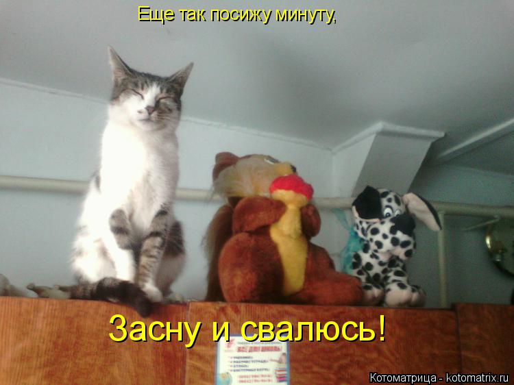 Еще так посижу минуту, Засну и свалюсь!... Котоматрица: Еще так посижу минуту, Засну и свалюсь!