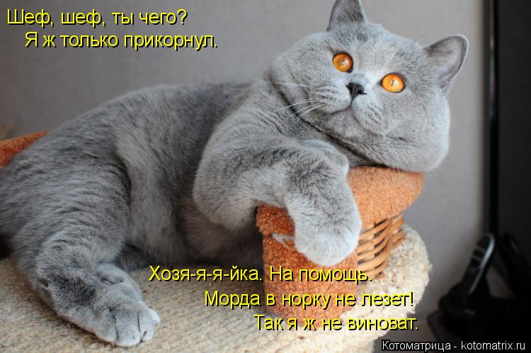 Шеф, шеф, ты чего? Я ж только прикорнул. Хозя-я-я-йка. На помощь. Морда в норку не лезет! Так я ж не ... Котоматрица: Шеф, шеф, ты чего? Я ж только прикорнул. Хозя-я-я-йка. На помощь. Морда в норку не лезет! Так я ж не виноват.