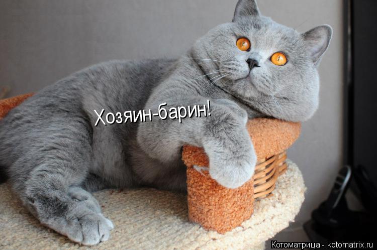 Хозяин-барин!... Котоматрица: Хозяин-барин!