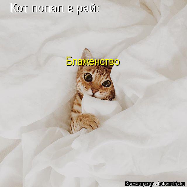 Кот попал в рай: Блаженство... Котоматрица: Кот попал в рай: Блаженство