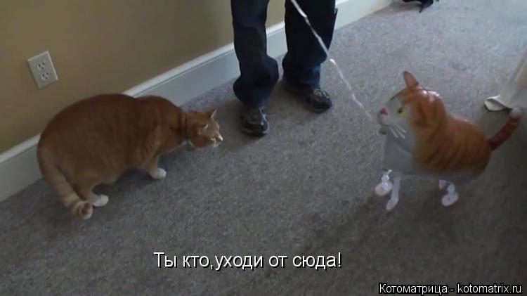 Ты кто,уходи от сюда!... Котоматрица: Ты кто,уходи от сюда!
