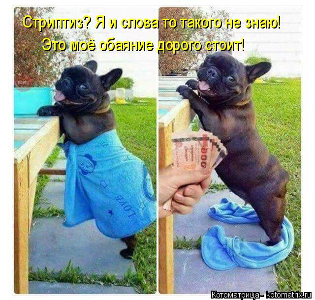 Стриптиз? Я и слова то такого не знаю! Это моё обаяние дорого стоит!... Котоматрица: Стриптиз? Я и слова то такого не знаю! Это моё обаяние дорого стоит!
