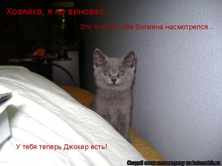 Хозяйка, я не виноват... Это я из-за тебя Бэтмена насмотрелся... У тебя теперь Джокер есть!... Котоматрица: Хозяйка, я не виноват... Это я из-за тебя Бэтмена насмотрелся... У тебя теперь Джокер есть!