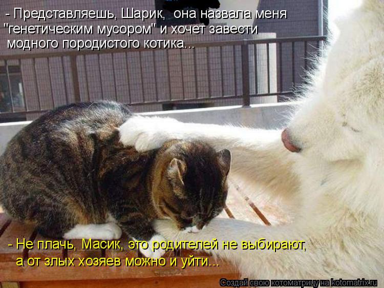 - Представляешь, Шарик, она назвала меня "генетическим мусором" и хочет завести модного породистог... Котоматрица: - Представляешь, Шарик, она назвала меня "генетическим мусором" и хочет завести модного породистого котика... - Не плачь, Масик, это родителе