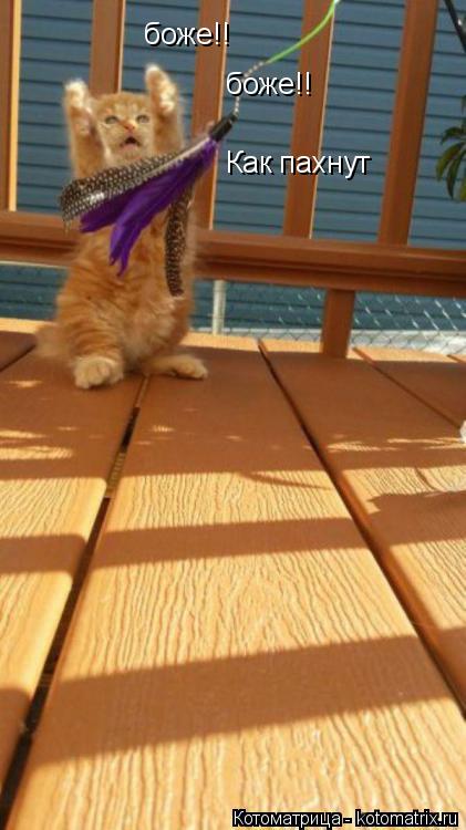 боже!! боже!! Как пахнут... Котоматрица: боже!! боже!! Как пахнут