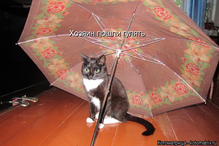Котоматрица: Хозяин пошли гулять