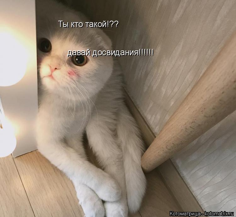 Ты кто такой!?? давай досвидания!!!!!!... Котоматрица: Ты кто такой!?? давай досвидания!!!!!!