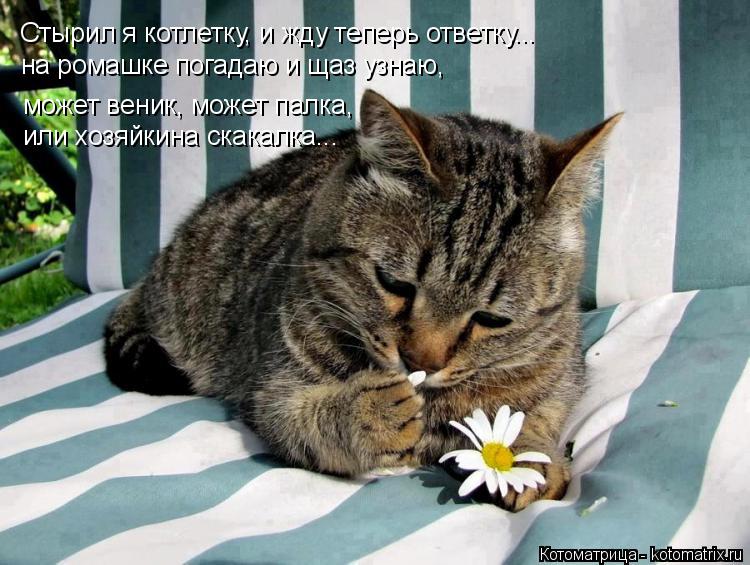 Котоматрица: Стырил я котлетку, и жду теперь ответку... на ромашке погадаю и щаз узнаю, может веник, может палка, или хозяйкина скакалка...