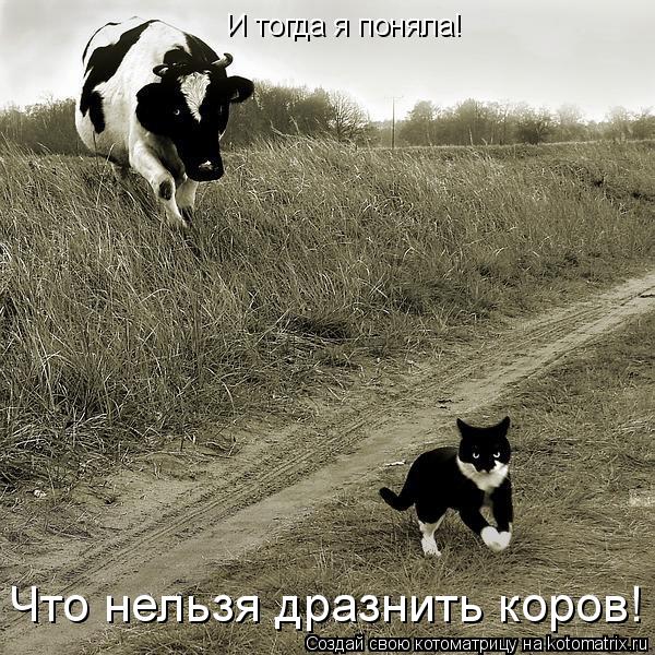 Котоматрица: И тогда я поняла! Что нельзя дразнить коров!