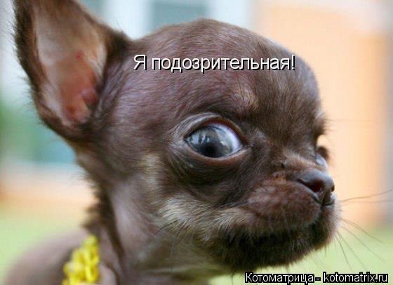 Котоматрица: Я подозрительная!