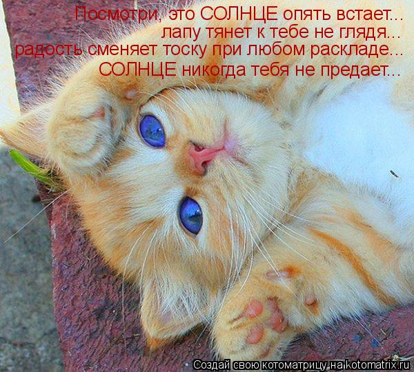 Котоматрица: Посмотри, это СОЛНЦЕ опять встает... лапу тянет к тебе не глядя... радость сменяет тоску при любом раскладе... СОЛНЦЕ никогда тебя не предает...