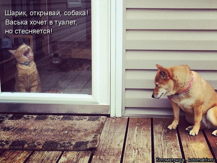 Котоматрица: Шарик, открывай, собака! Васька хочет в туалет,  но стесняется!