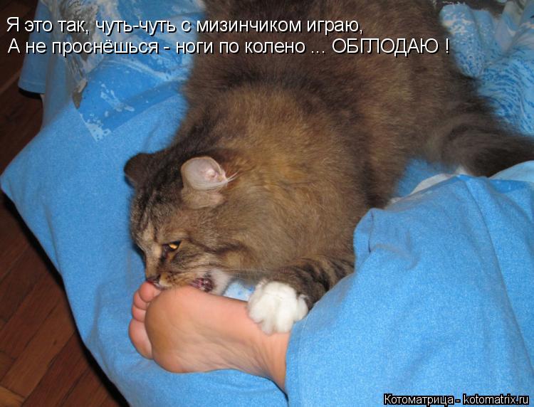 Котоматрица: Я это так, чуть-чуть с мизинчиком играю, А не проснёшься - ноги по колено ... ОБГЛОДАЮ !