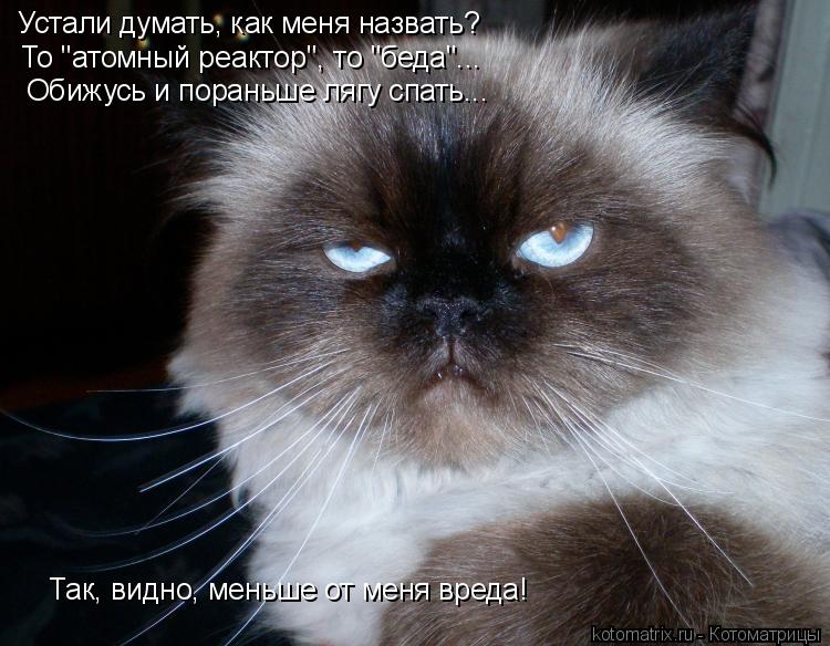Котоматрица: Устали думать, как меня назвать? То "атомный реактор", то "беда"... Обижусь и пораньше лягу спать... Так, видно, меньше от меня вреда!