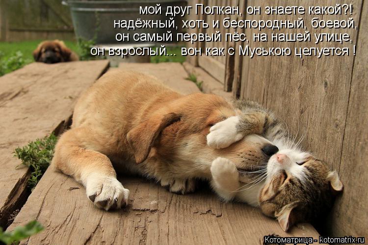 Котоматрица: мой друг Полкан, он знаете какой?! надёжный, хоть и беспородный, боевой, он самый первый пёс, на нашей улице, он взрослый... вон как с Муською це