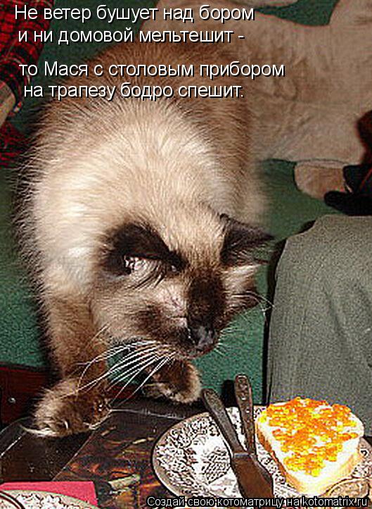 Котоматрица: то Мася с столовым прибором на трапезу бодро спешит. Не ветер бушует над бором  и ни домовой мельтешит -