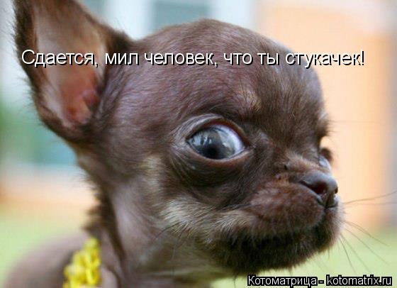 Котоматрица: Сдается, мил человек, что ты стукачек!