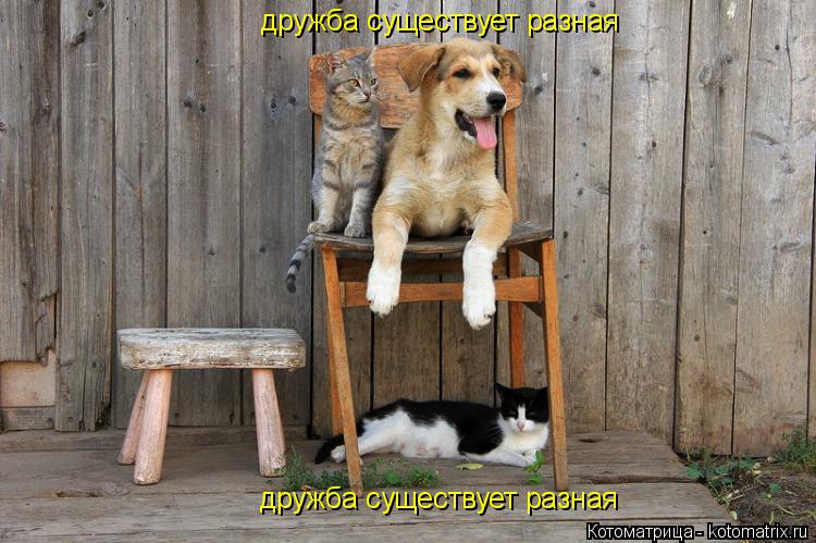 Котоматрица: дружба существует разная дружба существует разная