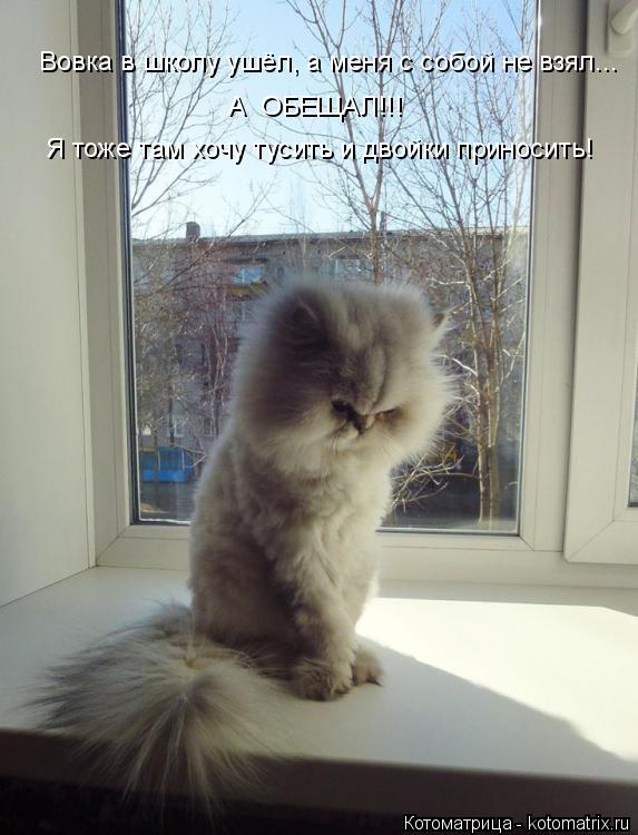 Котоматрица: Вовка в школу ушёл, а меня с собой не взял... А  ОБЕЩАЛ!!! Я тоже там хочу тусить и двойки приносить!