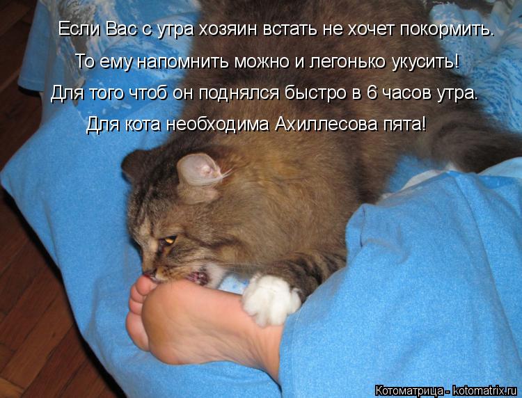 Котоматрица: Если Вас с утра хозяин встать не хочет покормить. То ему напомнить можно и легонько укусить! Для того чтоб он поднялся быстро в 6 часов утра. 
