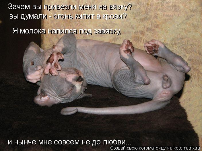 Котоматрица: Я молока напился под завязку,  Зачем вы привезли меня на вязку? вы думали - огонь кипит в крови? и нынче мне совсем не до любви...