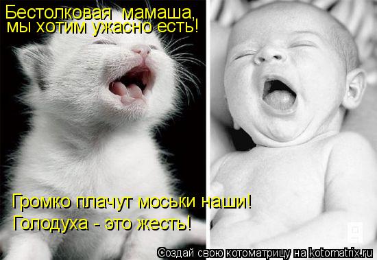 Котоматрица: мы хотим ужасно есть! Громко плачут моськи наши! Голодуха - это жесть! Бестолковая  мамаша,
