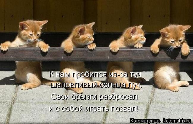 Котоматрица: шаловливый солнца луч. Свои брызги разбросал и с собой играть позвал! К нам пробился из-за туч