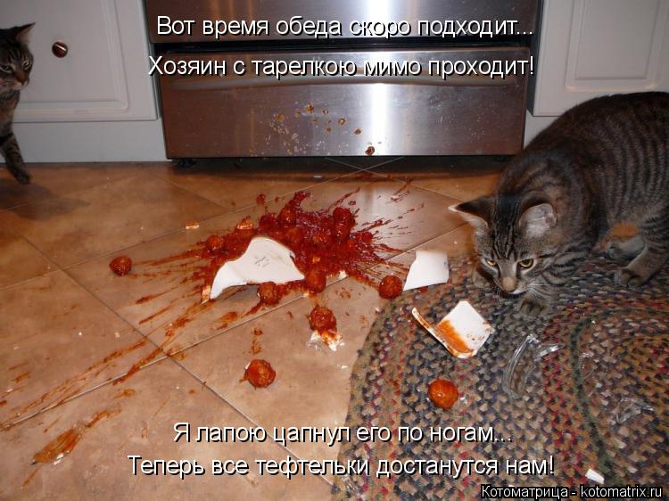 Котоматрица: Теперь все тефтельки достанутся нам! Хозяин с тарелкою мимо проходит! Вот время обеда скоро подходит... Я лапою цапнул его по ногам...