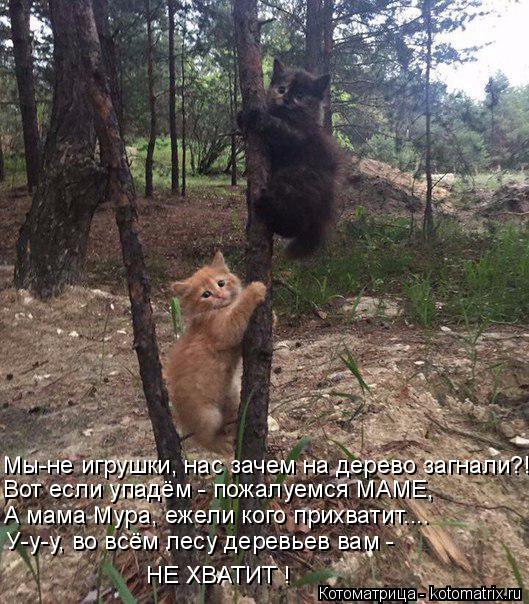Котоматрица: Мы-не игрушки, нас зачем на дерево загнали?! Вот если упадём - пожалуемся МАМЕ, А мама Мура, ежели кого прихватит.... У-у-у, во всём лесу деревьев