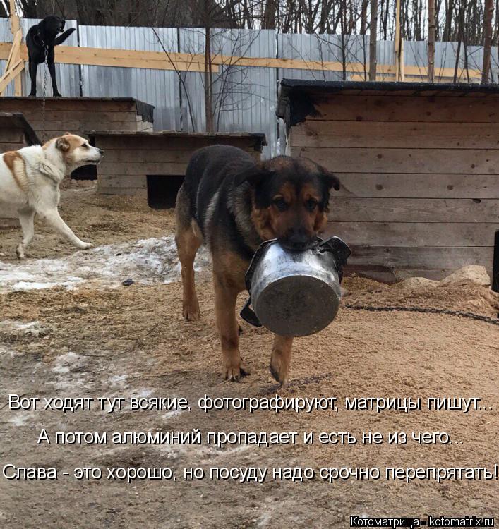 Котоматрица: А потом алюминий пропадает и есть не из чего... Вот ходят тут всякие, фотографируют, матрицы пишут... Слава - это хорошо, но посуду надо срочно 
