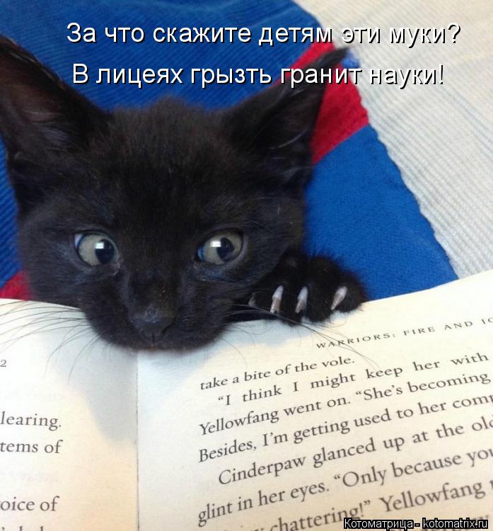 Котоматрица: За что скажите детям эти муки? В лицеях грызть гранит науки!
