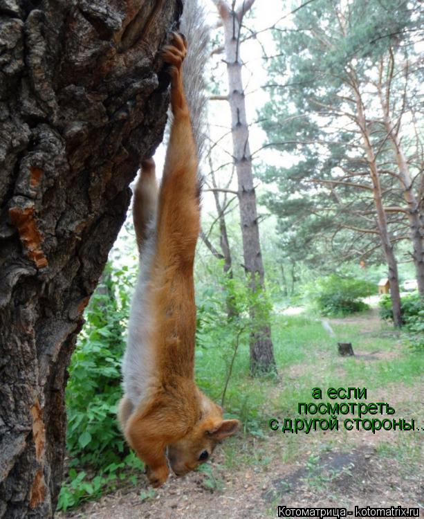 а если посмотреть с другой стороны...... Котоматрица: а если посмотреть с другой стороны...