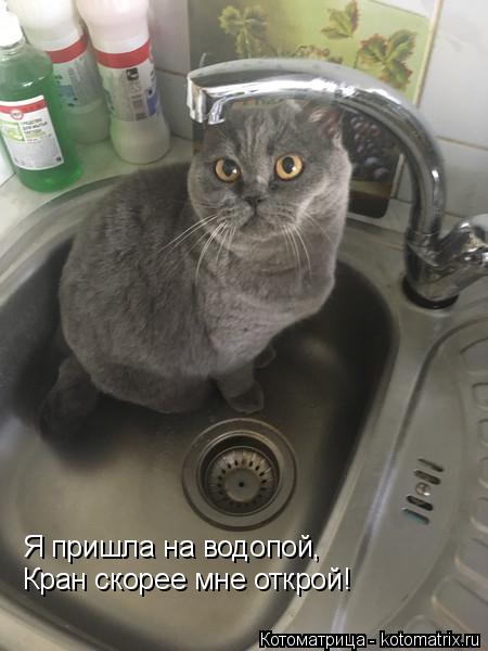 Котоматрица: Я пришла на водопой, Кран скорее мне открой!