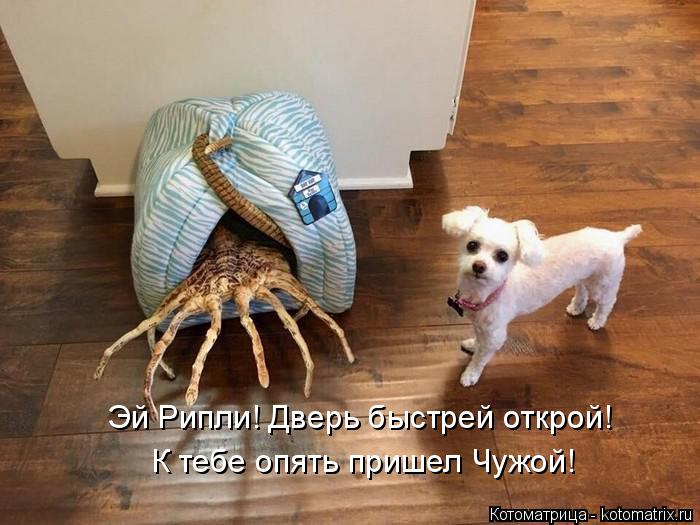 Котоматрица: Эй Рипли! Дверь быстрей открой! К тебе опять пришел Чужой!