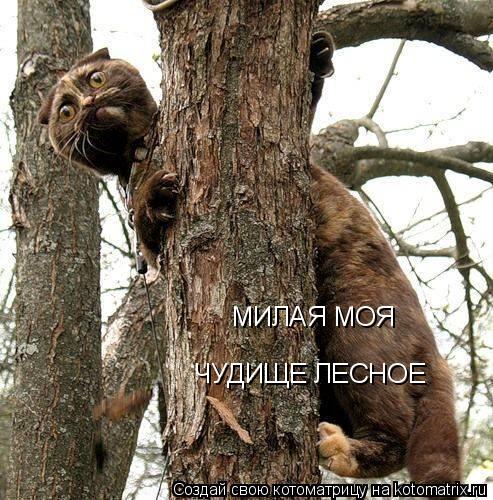 ЧУДИЩЕ ЛЕСНОЕ МИЛАЯ МОЯ... Котоматрица: ЧУДИЩЕ ЛЕСНОЕ МИЛАЯ МОЯ