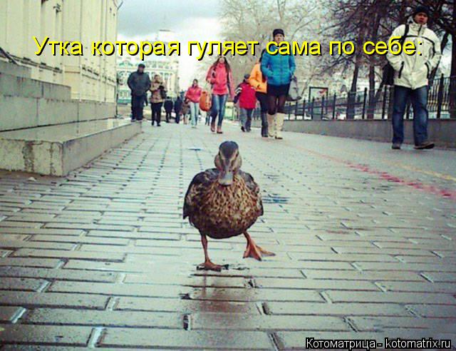 Котоматрица: Утка которая гуляет сама по себе: