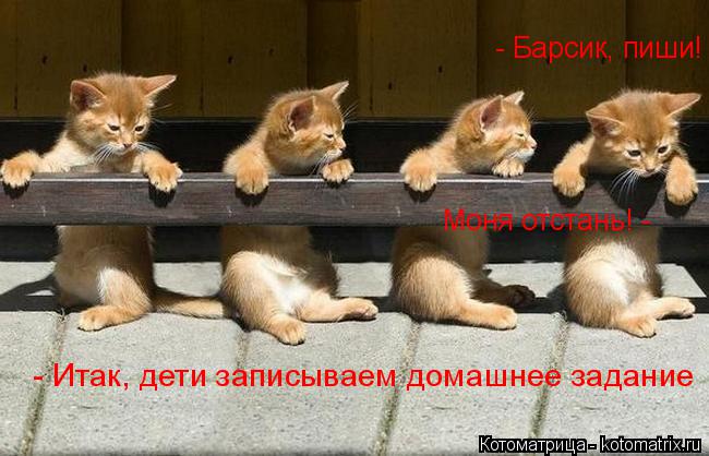 Котоматрица: - Итак, дети записываем домашнее задание - Барсик, пиши!  Моня отстань! -