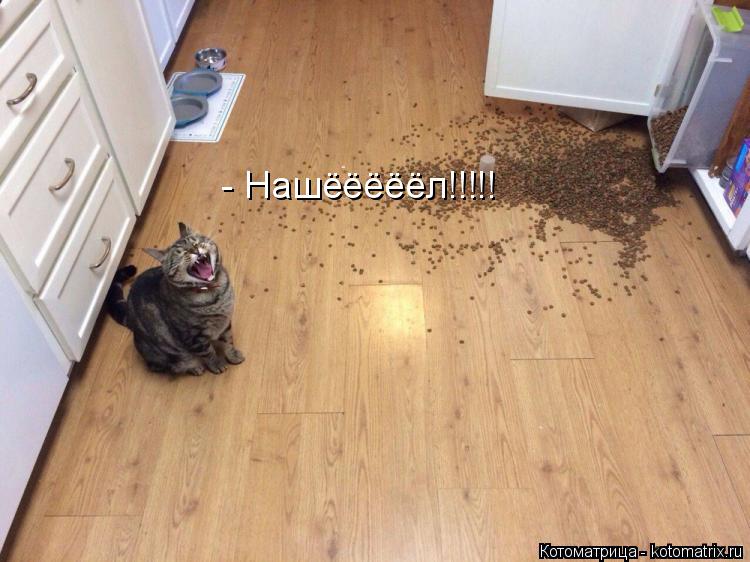 Котоматрица: - Нашёёёёёл!!!!!