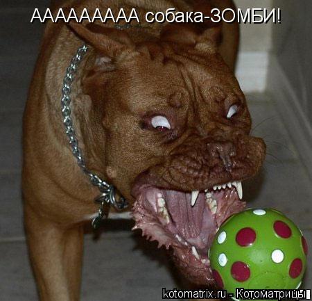 Котоматрица: ААААААААА собака-ЗОМБИ!
