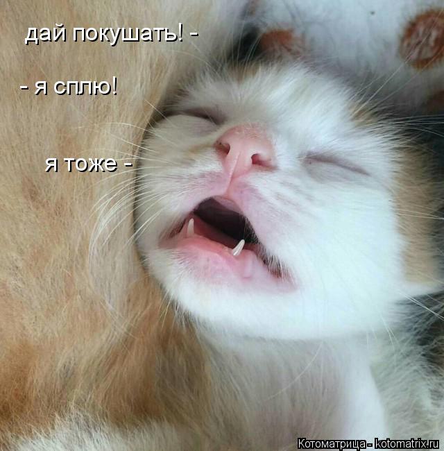 Котоматрица: дай покушать! -  я тоже -  - я сплю!
