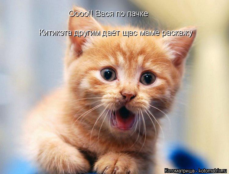 Котоматрица: Оооо!! Вася по пачке Китикэта другим даёт щас маме раскажу