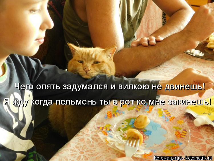 Котоматрица: Я жду когда пельмень ты в рот ко мне закинешь!  Чего опять задумался и вилкою не двинешь!