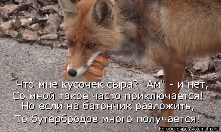 Что мне кусочек сыра? "Ам" - и нет, Со мной такое часто приключается! Но если на батончик разложить, ... Котоматрица: Что мне кусочек сыра? "Ам" - и нет, Со мной такое часто приключается! Но если на батончик разложить, То бутербродов много получается!
