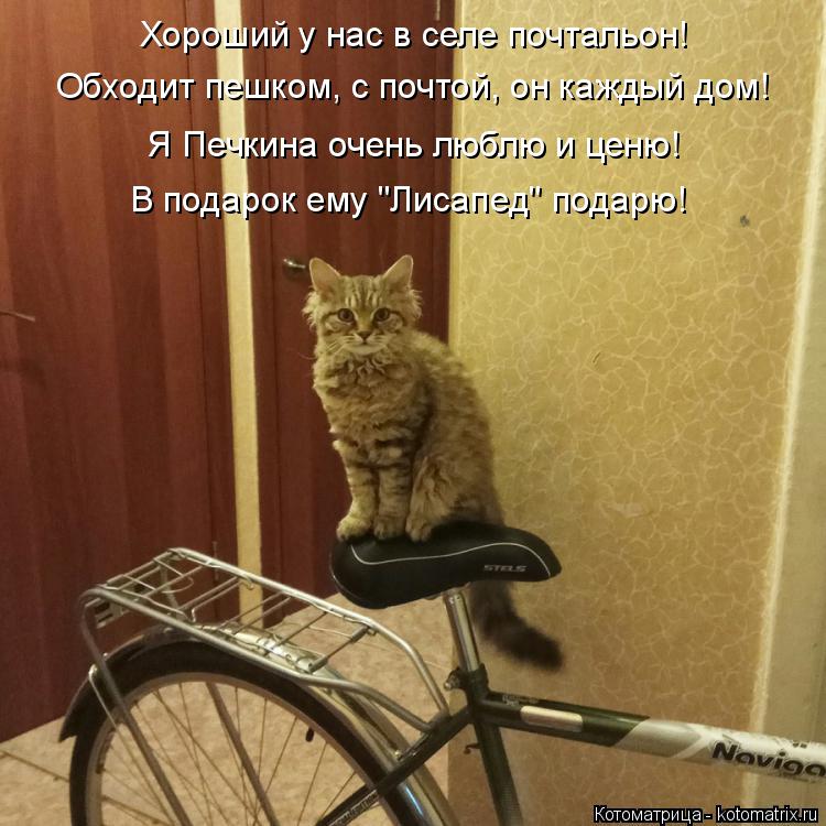 Кошачий велосипед