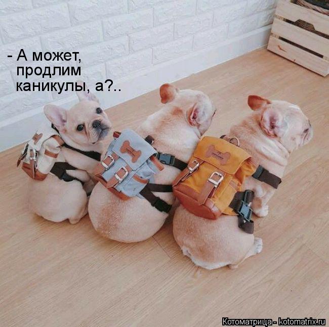 - А может, продлим каникулы, а?..... Котоматрица: - А может, продлим каникулы, а?..