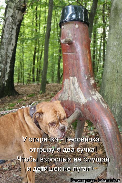 Котоматрица: Чтобы взрослых не смущал  и детишек не пугал! У старичка - лесовичка  отгрызу я два сучка!