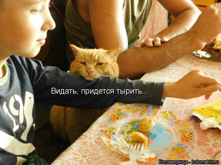 Котоматрица: Видать, придется тырить...