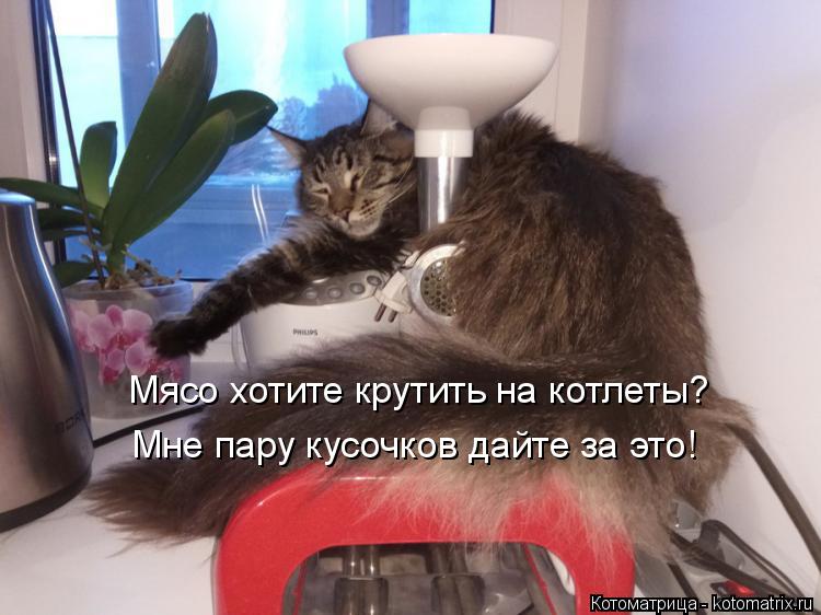 Котоматрица: Мясо хотите крутить на котлеты? Мне пару кусочков дайте за это!